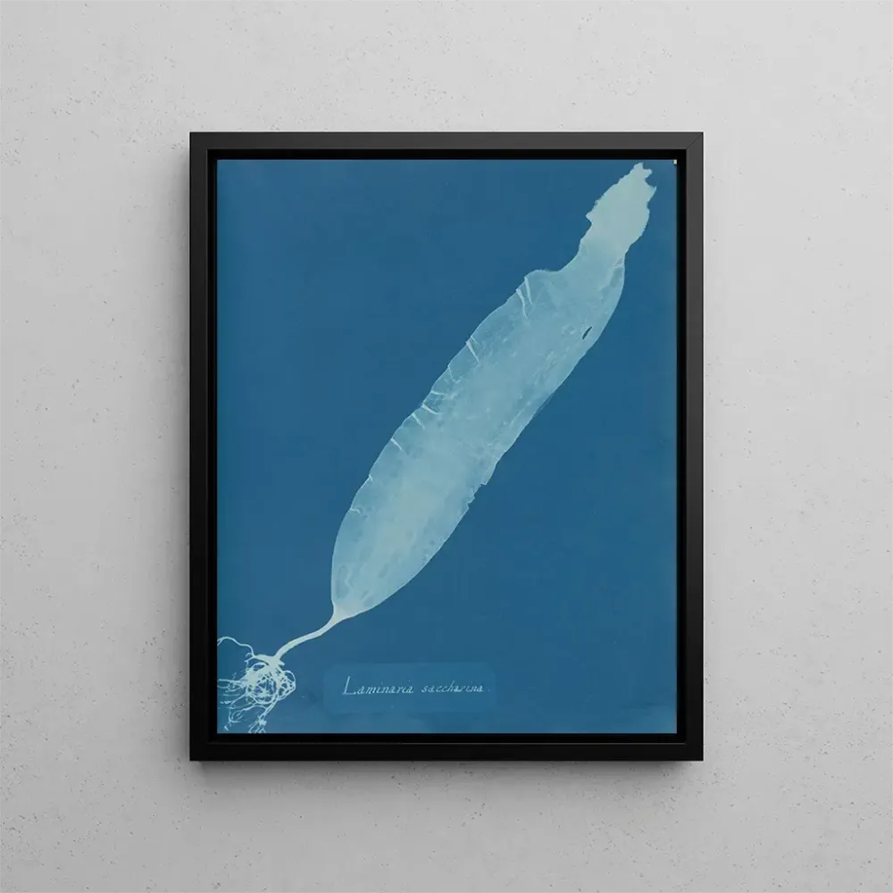Gemälde Laminaria saccharina - Anna Atkins | Kunstdruck