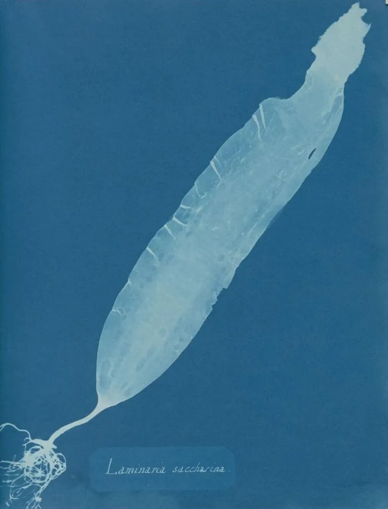 Gemälde Laminaria saccharina - Anna Atkins | Kunstdruck