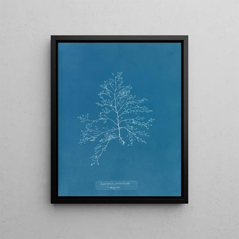Gemälde Laurencia pinnatifida en angusta - Anna Atkins | Kunstdruck