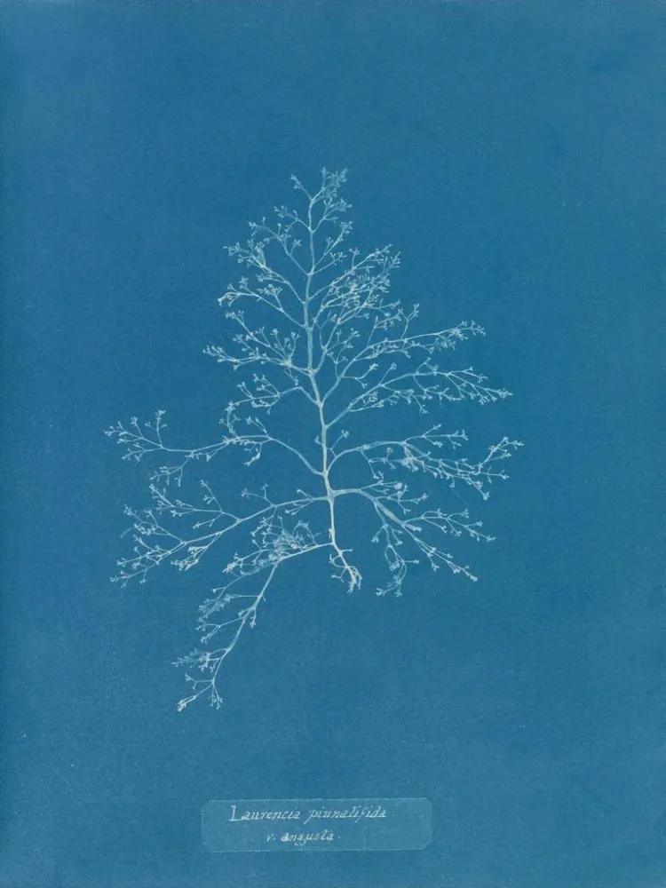 Gemälde Laurencia pinnatifida en angusta - Anna Atkins | Kunstdruck