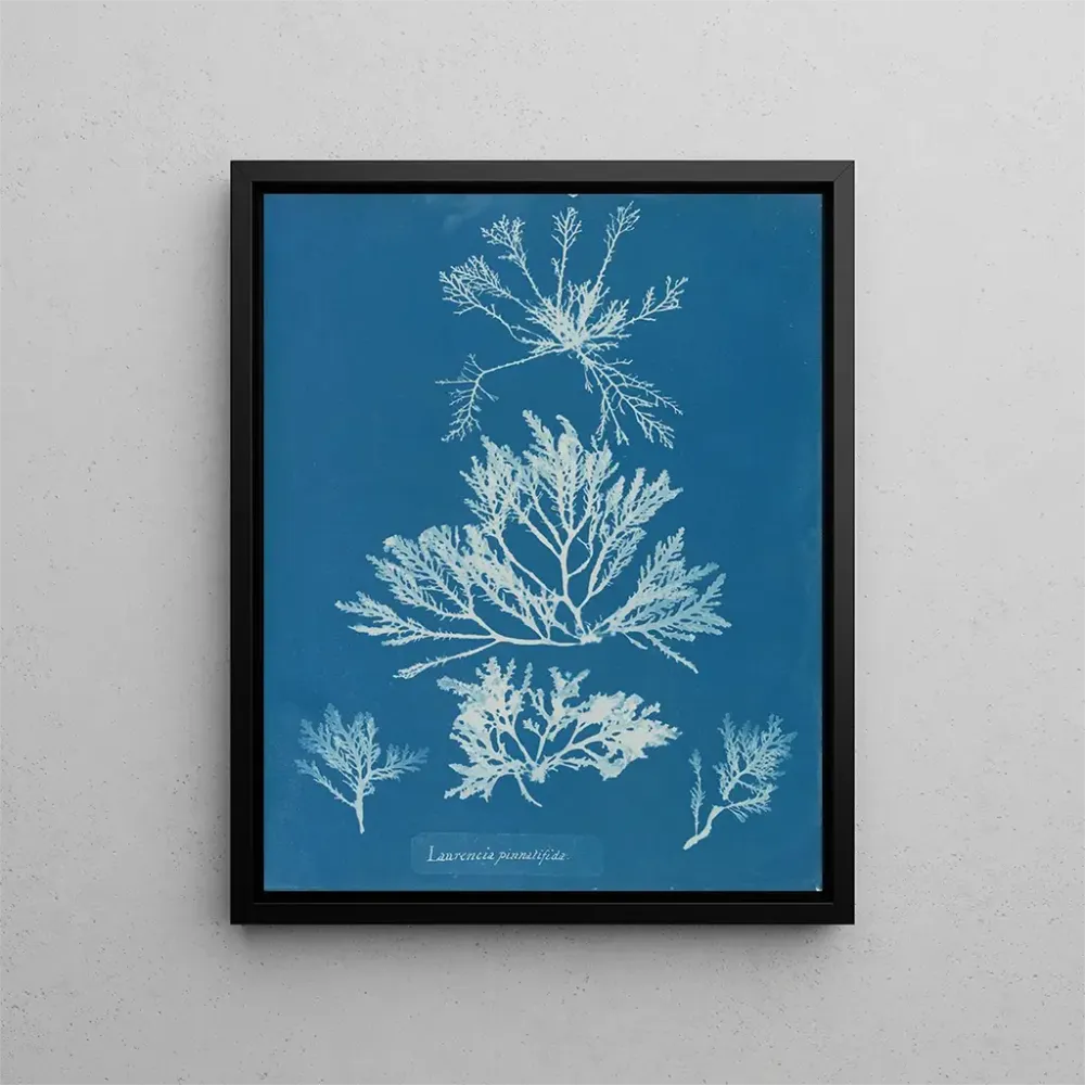 Gemälde Laurencia pinnatifida - Anna Atkins | Kunstdruck