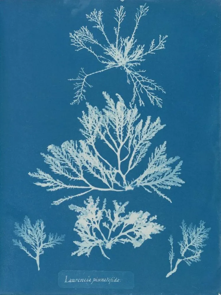 Gemälde Laurencia pinnatifida - Anna Atkins | Kunstdruck