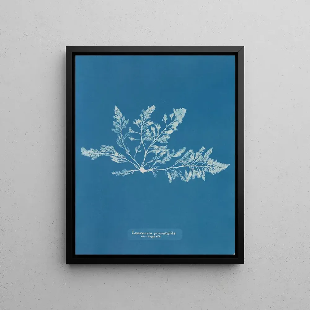 Gemälde Laurencia pinnatifida var. angusta - Anna Atkins | Kunstdruck
