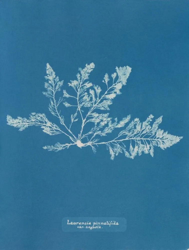 Gemälde Laurencia pinnatifida var. angusta - Anna Atkins | Kunstdruck