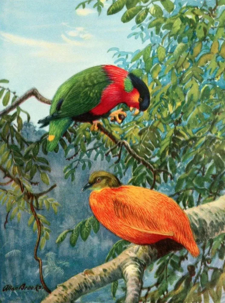 Gemälde Lori der Fidji und orange Taube - Allan Brooks | Kunstdruck