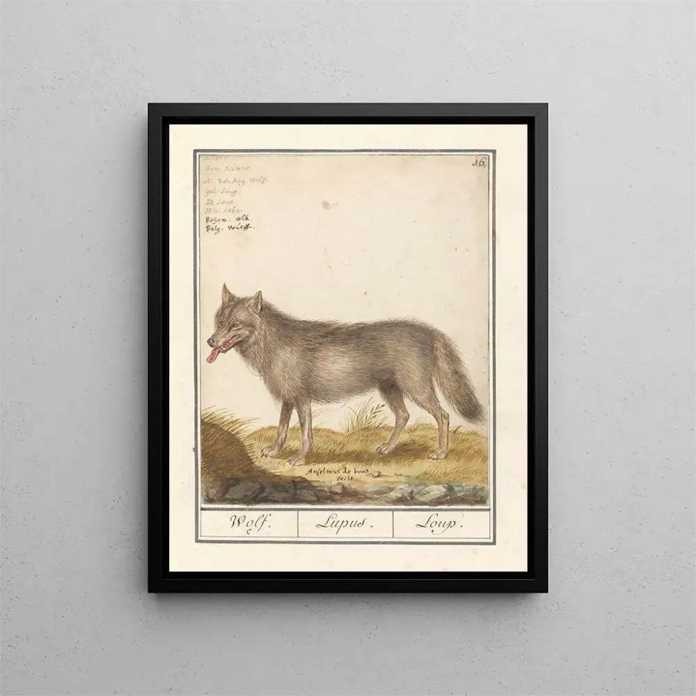 Gemälde Loup Canis lupus Loup Lupus Loup - Anselmus Botius de Boodt | Kunstdruck