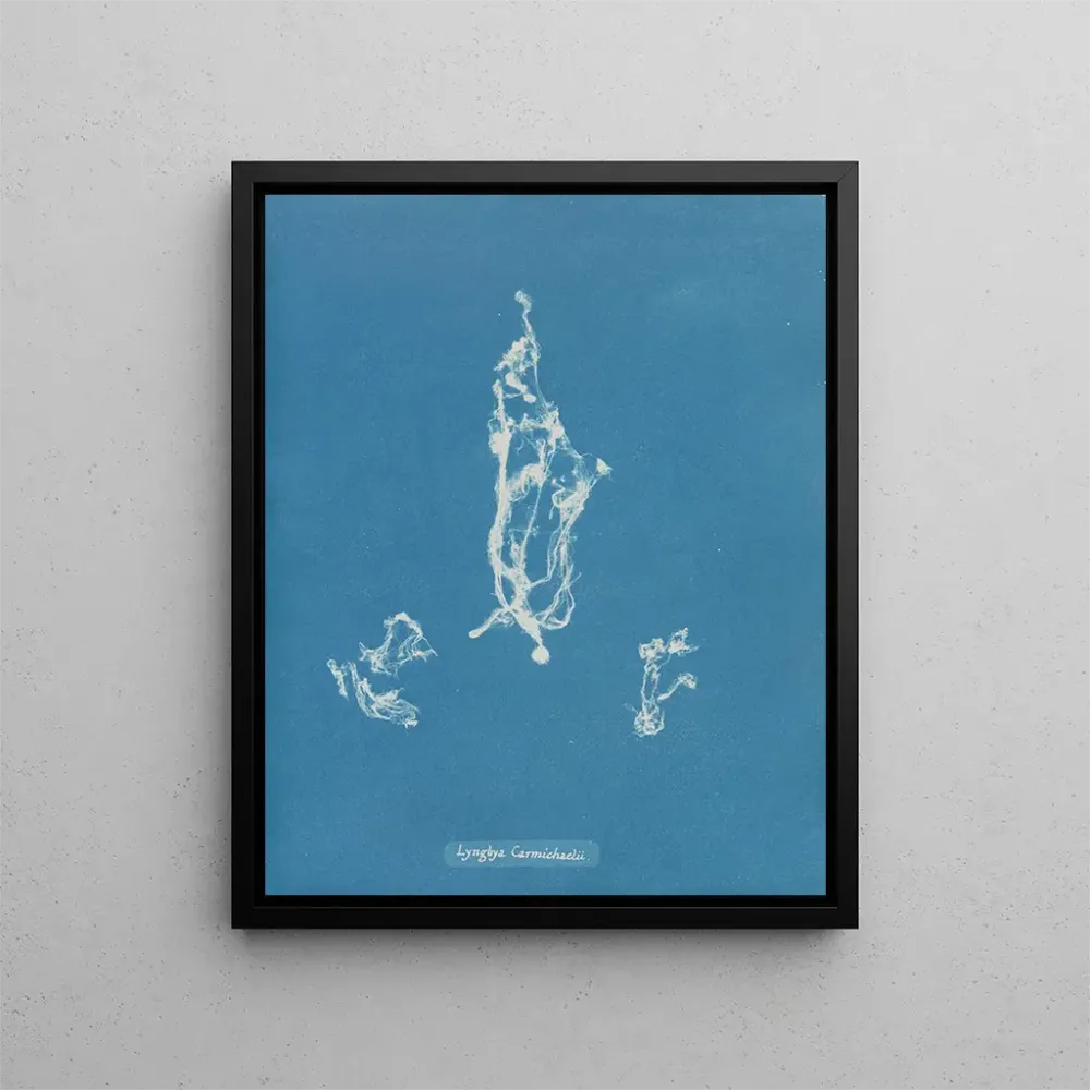 Gemälde Lyngbya Carmichaelii - Anna Atkins | Kunstdruck