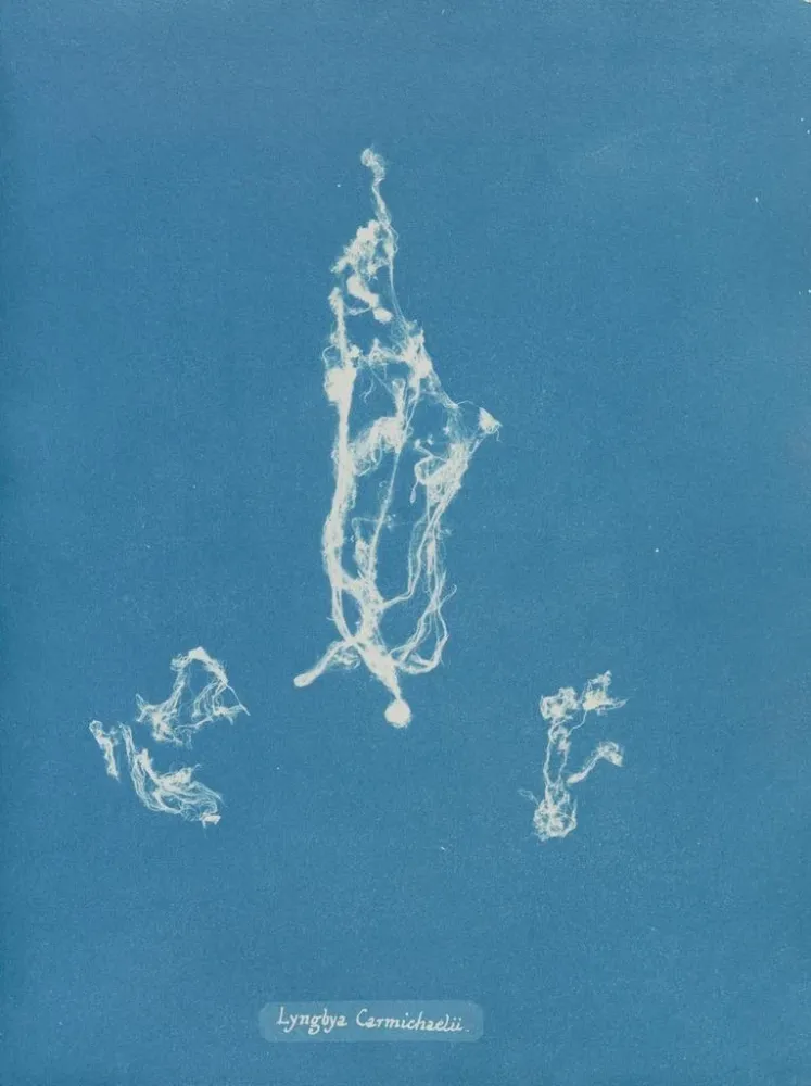 Gemälde Lyngbya Carmichaelii - Anna Atkins | Kunstdruck