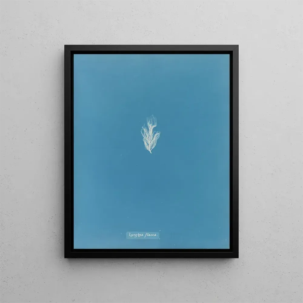 Gemälde Lyngbya flacca - Anna Atkins | Kunstdruck
