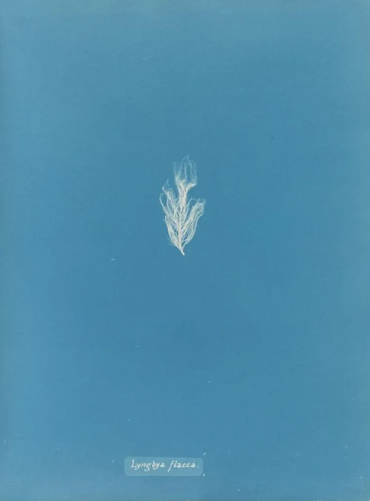 Gemälde Lyngbya flacca - Anna Atkins | Kunstdruck