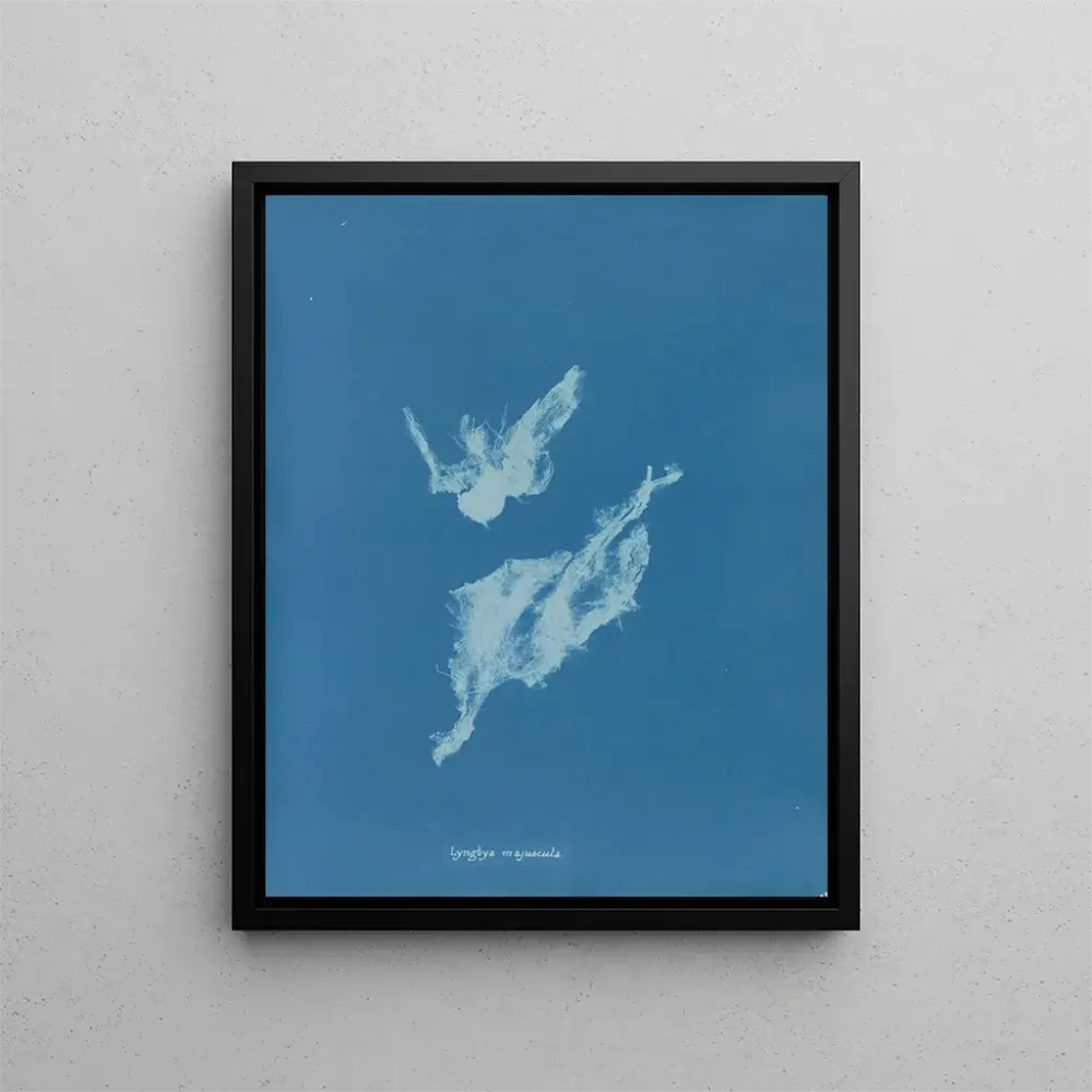 Gemälde Lyngbya majuscula - Anna Atkins | Kunstdruck