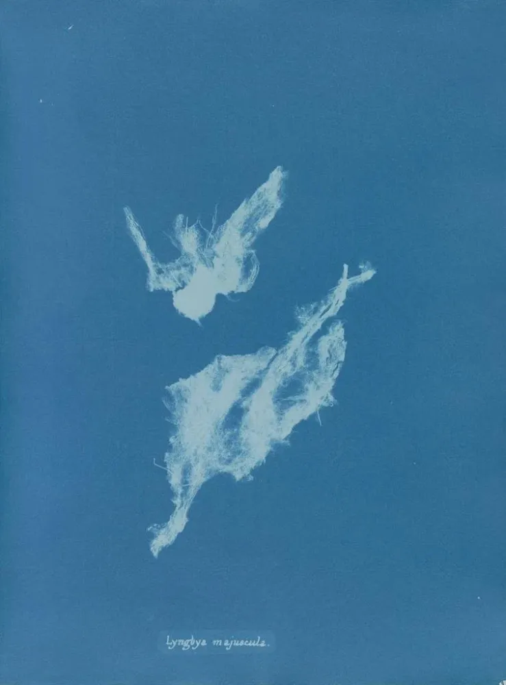 Gemälde Lyngbya majuscula - Anna Atkins | Kunstdruck