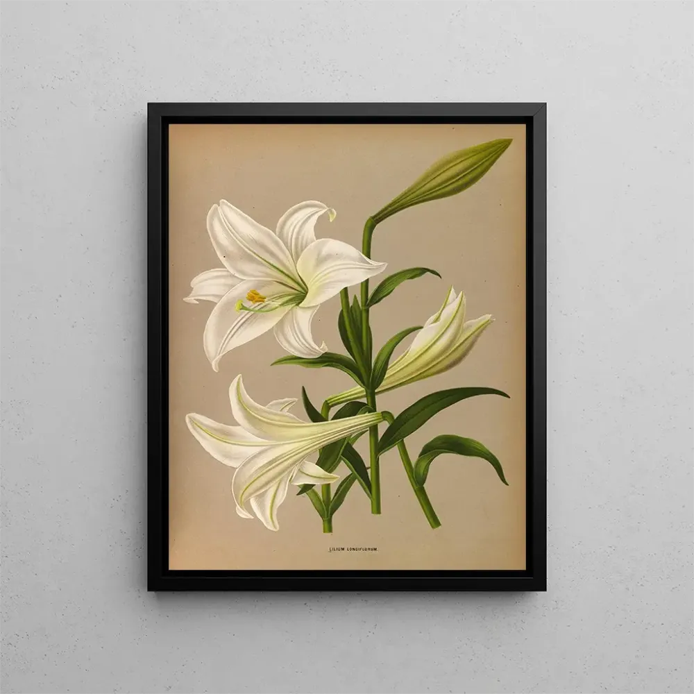 Gemälde Lys de Longiflorum - Arentina Hendrica Arendsen | Kunstdruck