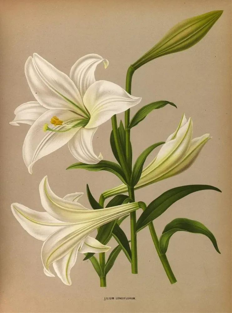 Gemälde Lys de Longiflorum - Arentina Hendrica Arendsen | Kunstdruck