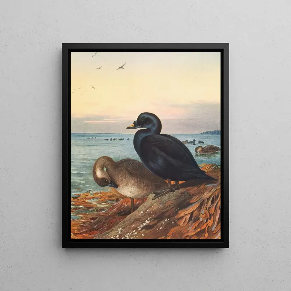 Gemälde Macreuse brune - Archibald Thorburn | Kunstdruck