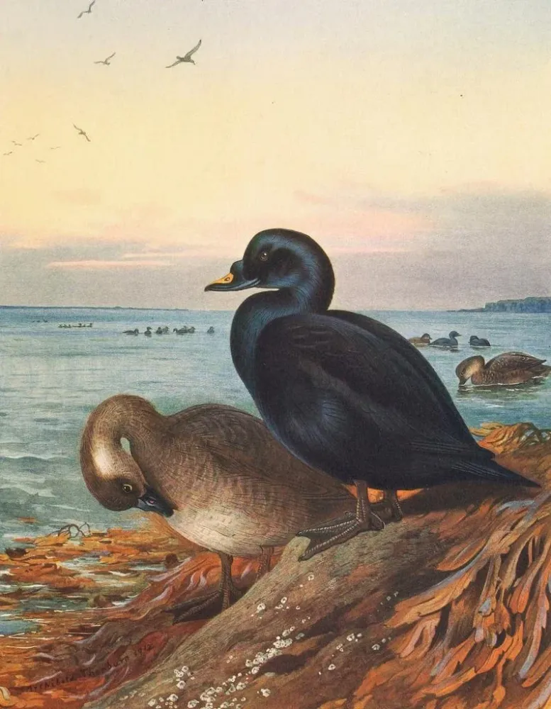 Gemälde Macreuse brune - Archibald Thorburn | Kunstdruck