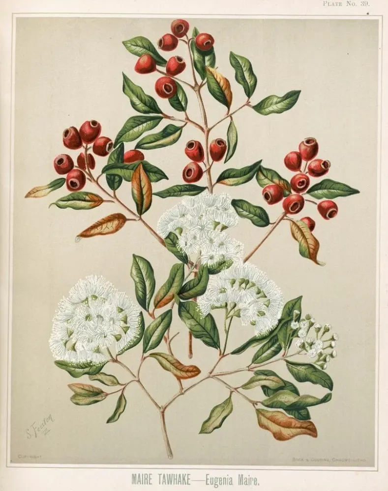 Gemälde Maire Tawhake Eugenia maire - Sarah Featon | Kunstdruck