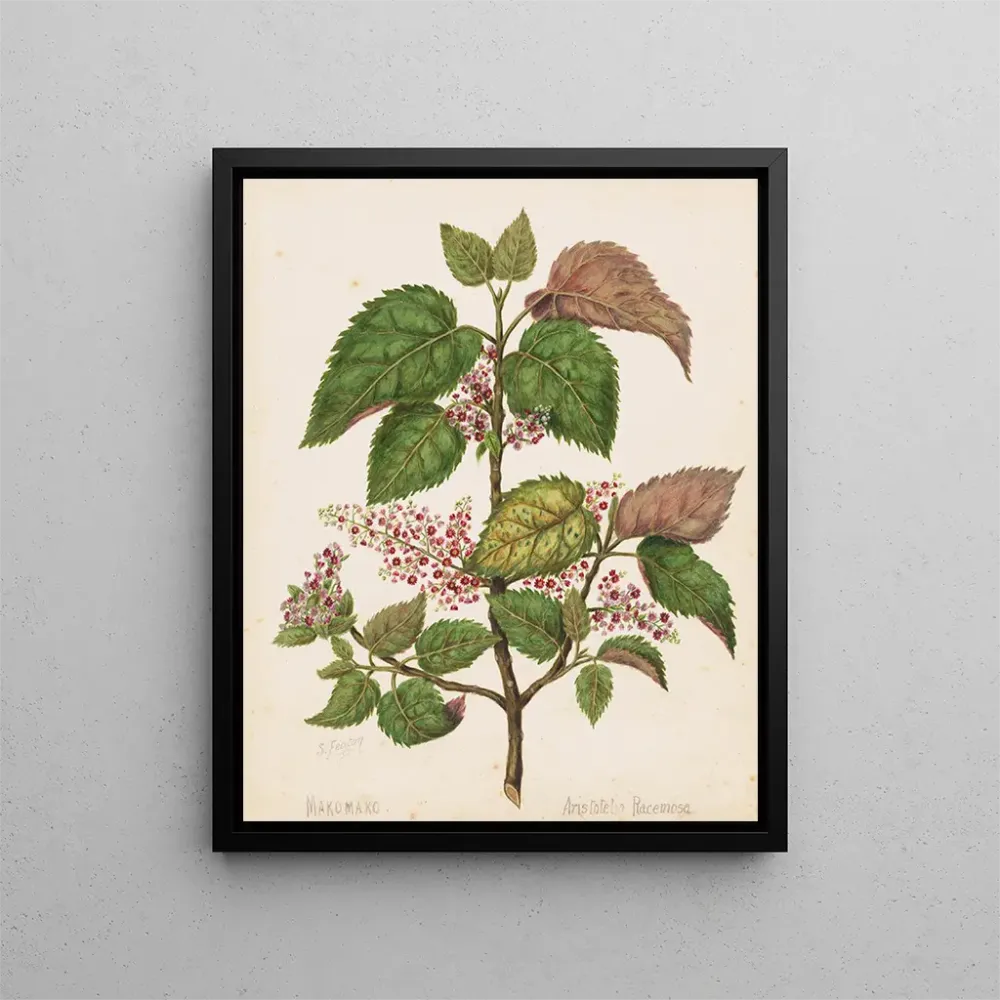 Gemälde Makomako Aristotelia racemosa - Sarah Featon | Kunstdruck