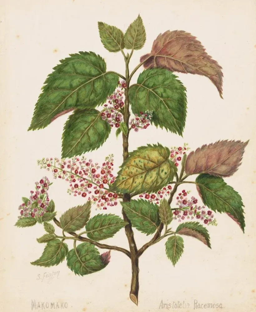 Gemälde Makomako Aristotelia racemosa - Sarah Featon | Kunstdruck