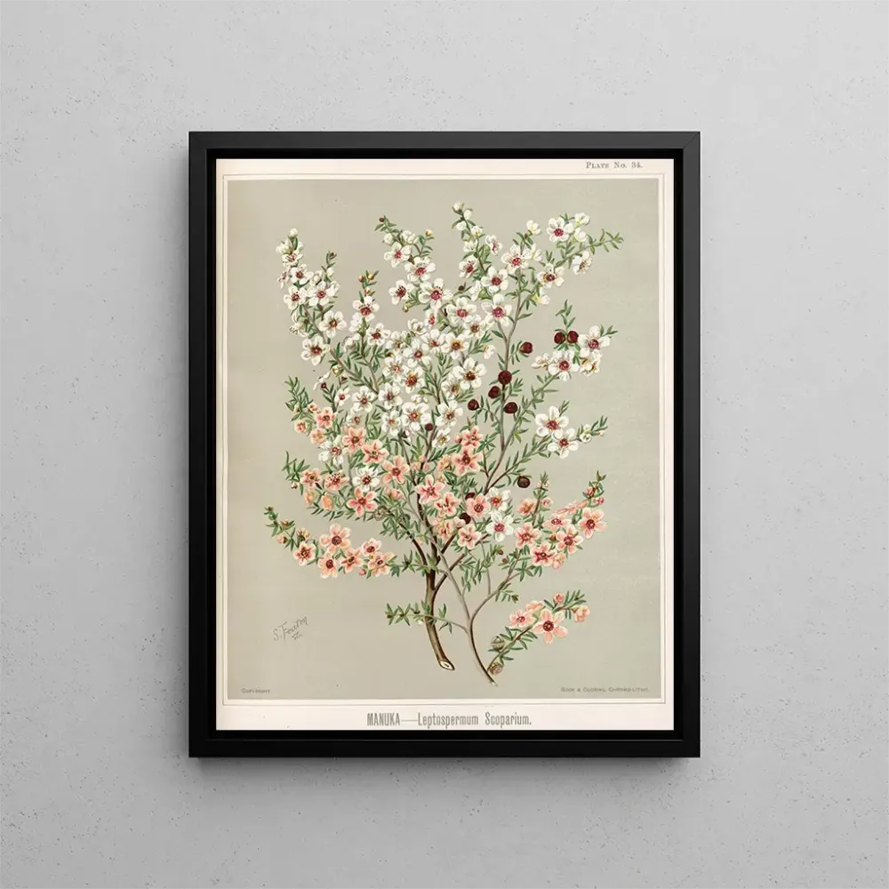 Gemälde Manuka Leptospermum scoparium - Sarah Featon | Kunstdruck