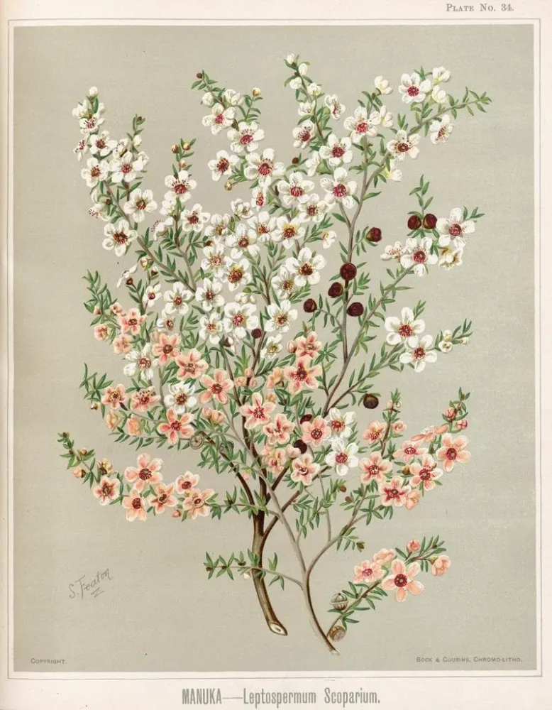 Gemälde Manuka Leptospermum scoparium - Sarah Featon | Kunstdruck