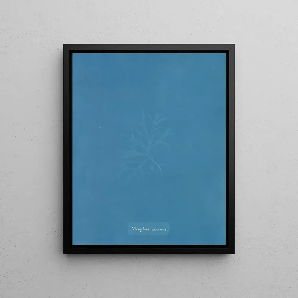Gemälde Mesogloia coccinea - Anna Atkins