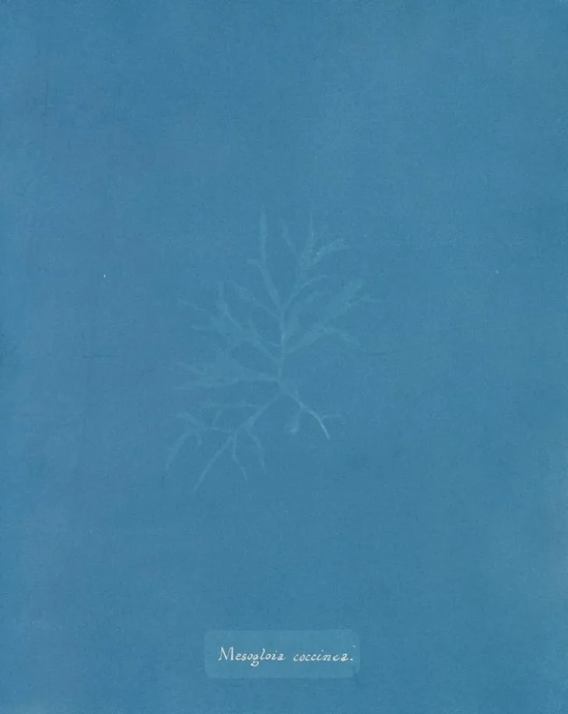 Gemälde Mesogloia coccinea - Anna Atkins