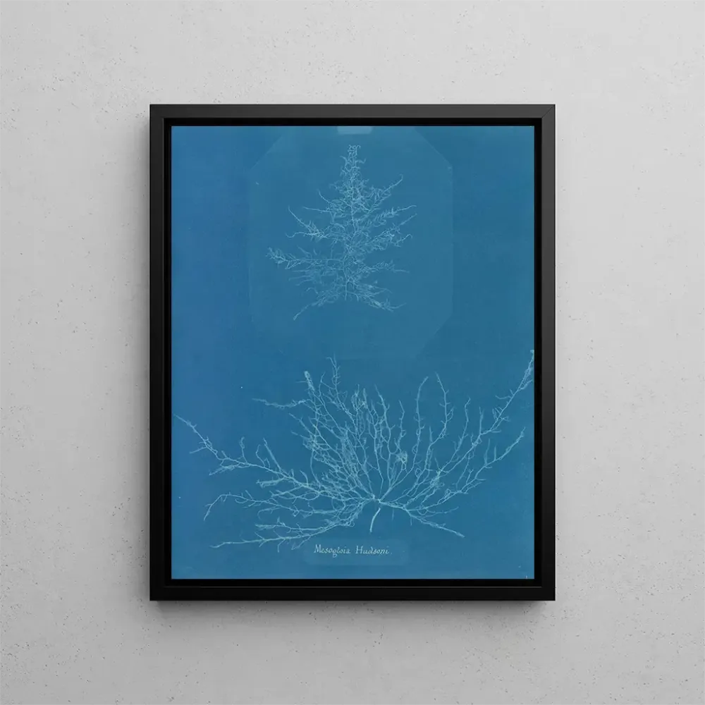 Gemälde Mesogloia Hudsonii - Anna Atkins | Kunstdruck
