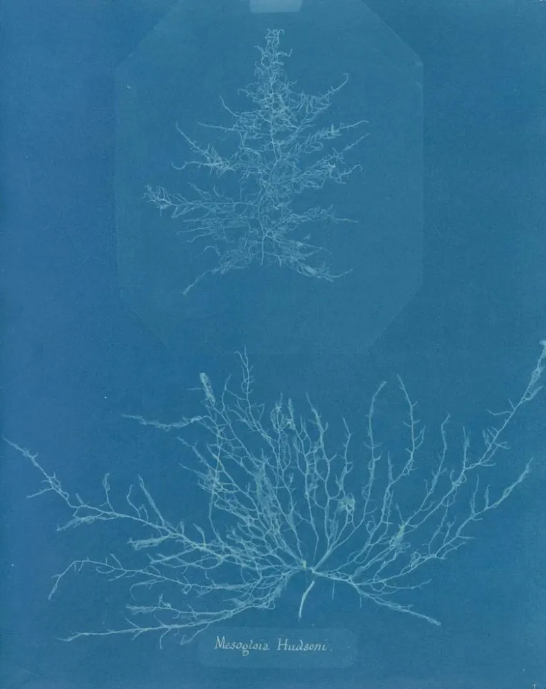 Gemälde Mesogloia Hudsonii - Anna Atkins | Kunstdruck