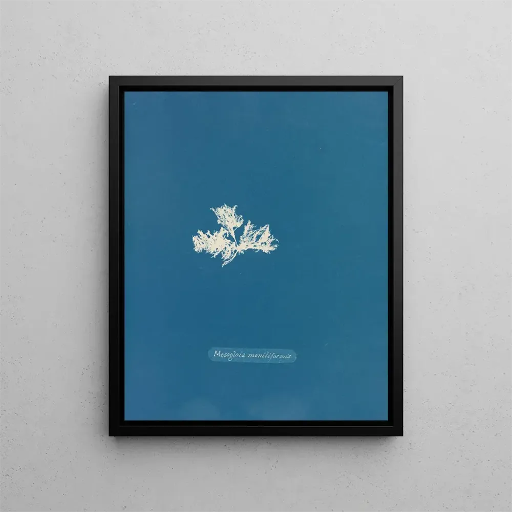 Gemälde Mesogloia moniliformis - Anna Atkins | Kunstdruck