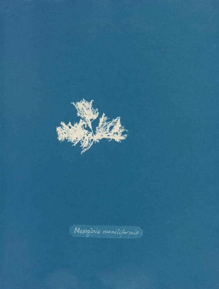 Gemälde Mesogloia moniliformis - Anna Atkins | Kunstdruck