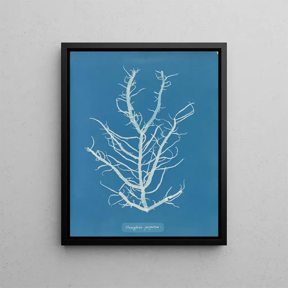 Gemälde Mesogloia purpurea - Anna Atkins | Kunstdruck