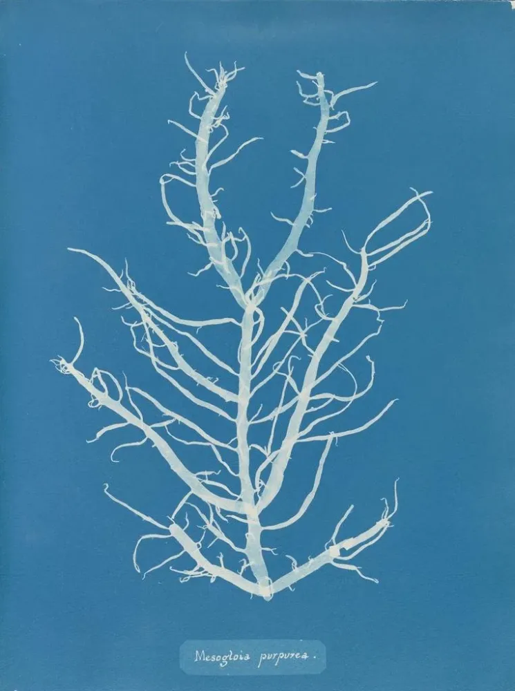 Gemälde Mesogloia purpurea - Anna Atkins | Kunstdruck