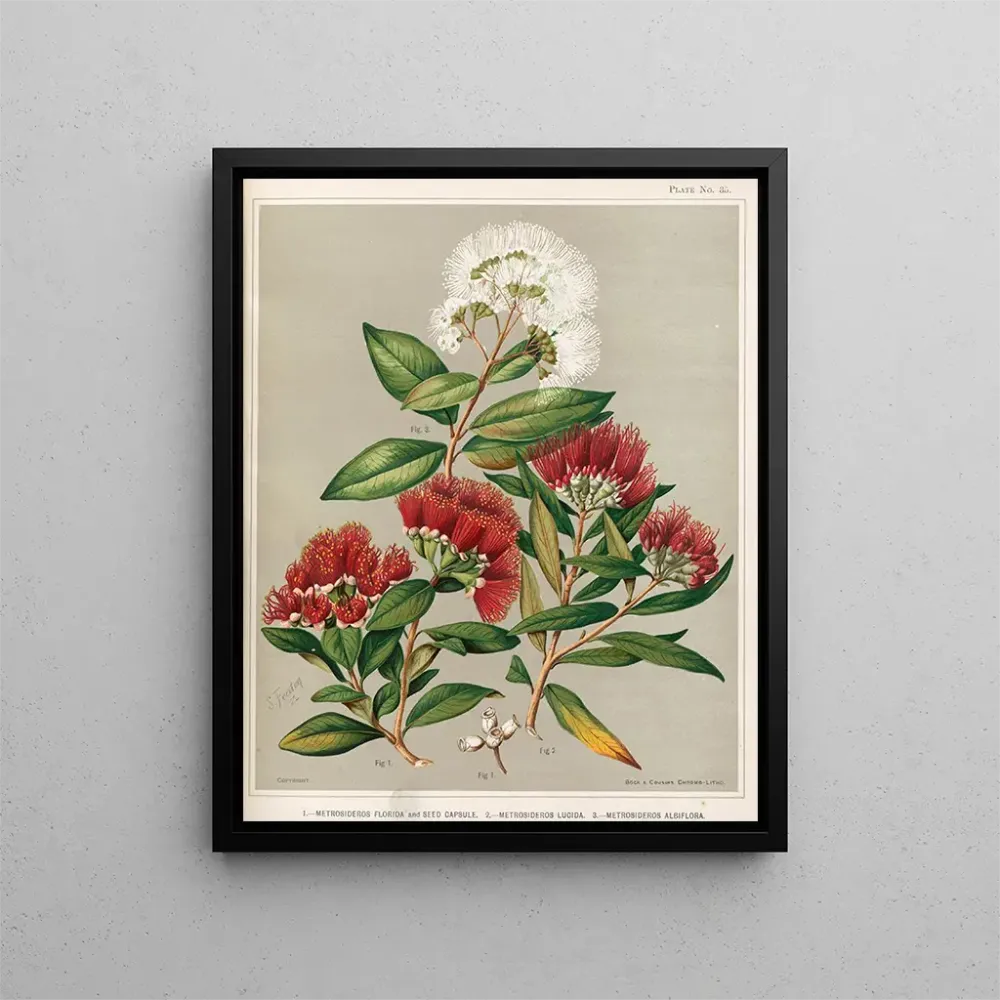 Gemälde 1 Metrosideros florida und Samenkapsel 2 Metrosideros lucida 3 Metrosideros albiflora - Sarah Featon | Kunstdruck