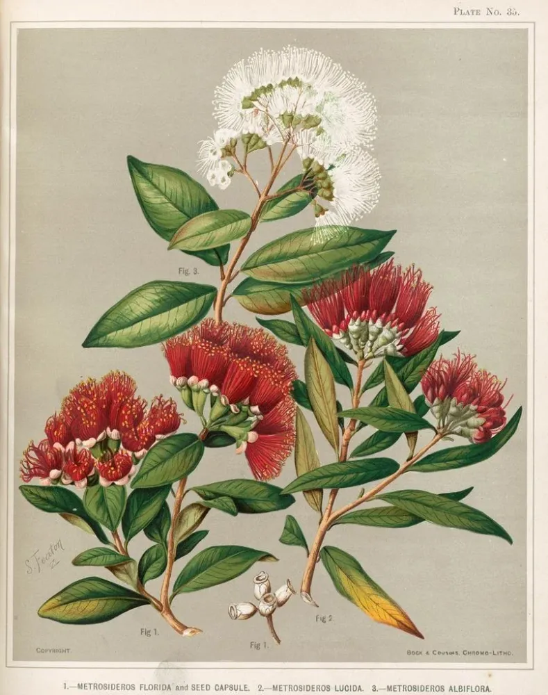 Gemälde 1 Metrosideros florida und Samenkapsel 2 Metrosideros lucida 3 Metrosideros albiflora - Sarah Featon | Kunstdruck