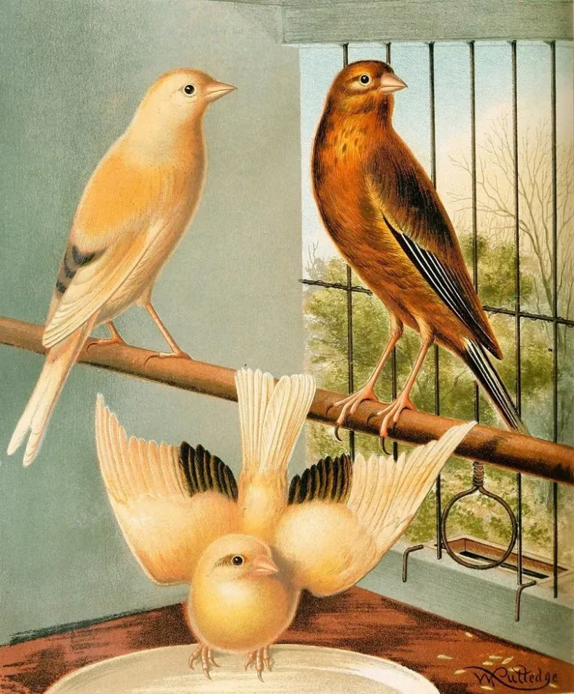 Gemälde Mules de linotte et de canari - W. . Blakston | Kunstdruck