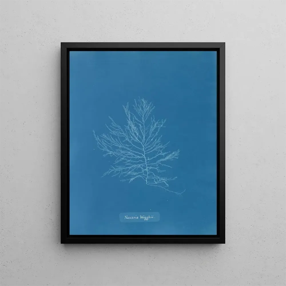 Gemälde Naccaria Wigghii - Anna Atkins | Kunstdruck