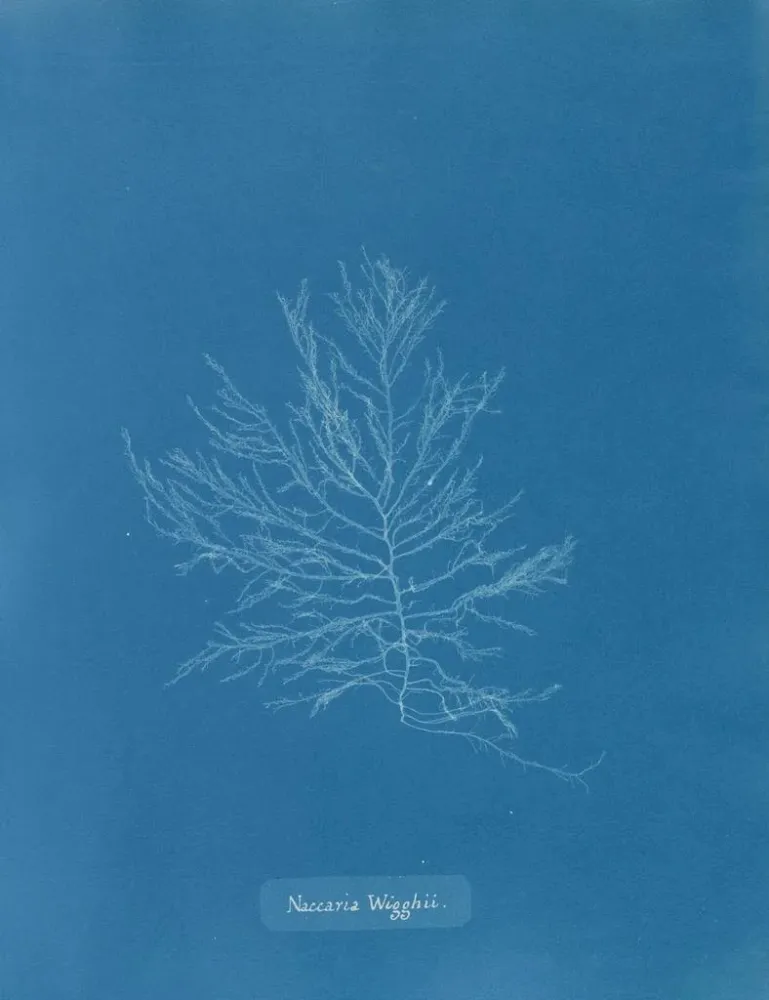 Gemälde Naccaria Wigghii - Anna Atkins | Kunstdruck