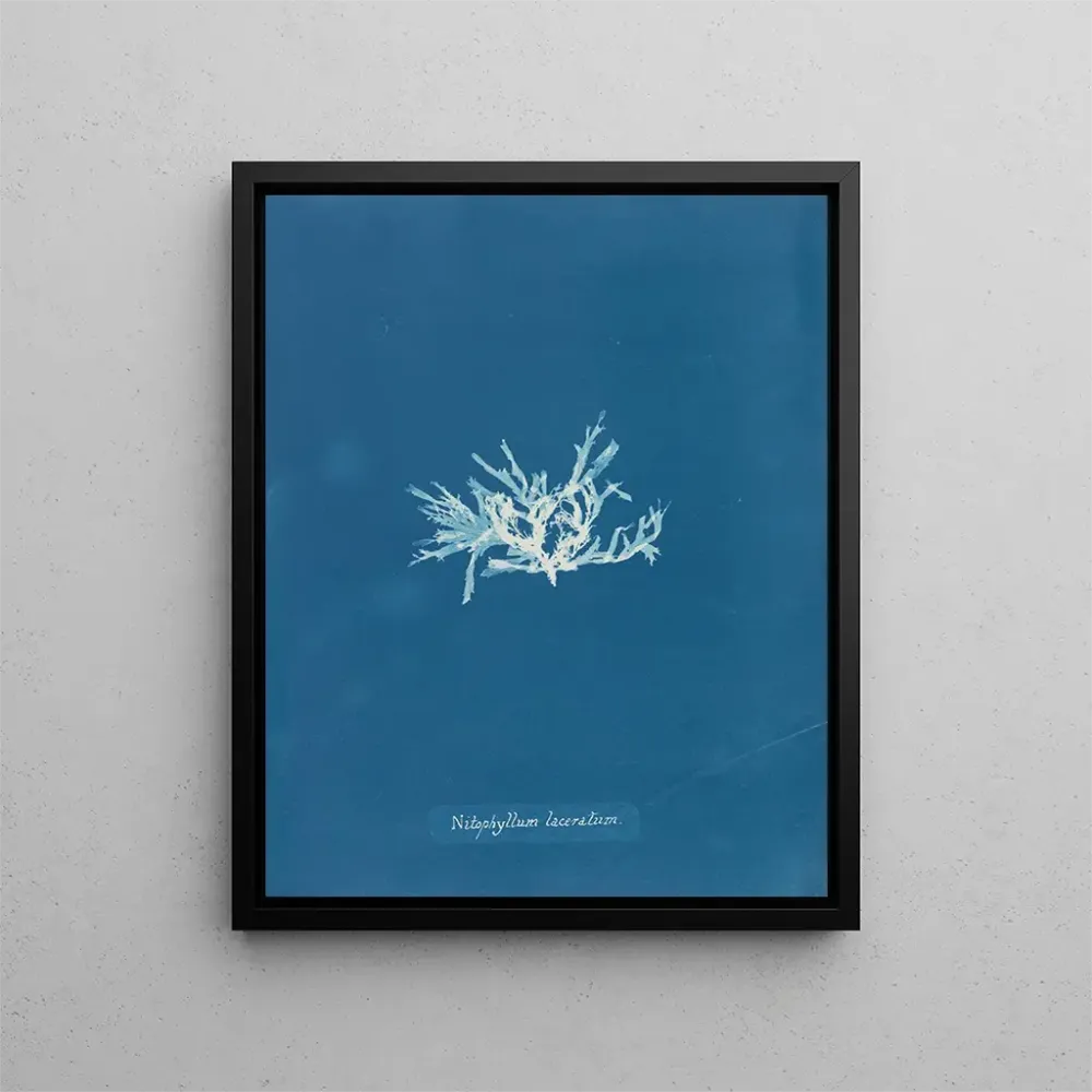 Gemälde Nitophyllum laceratum - Anna Atkins