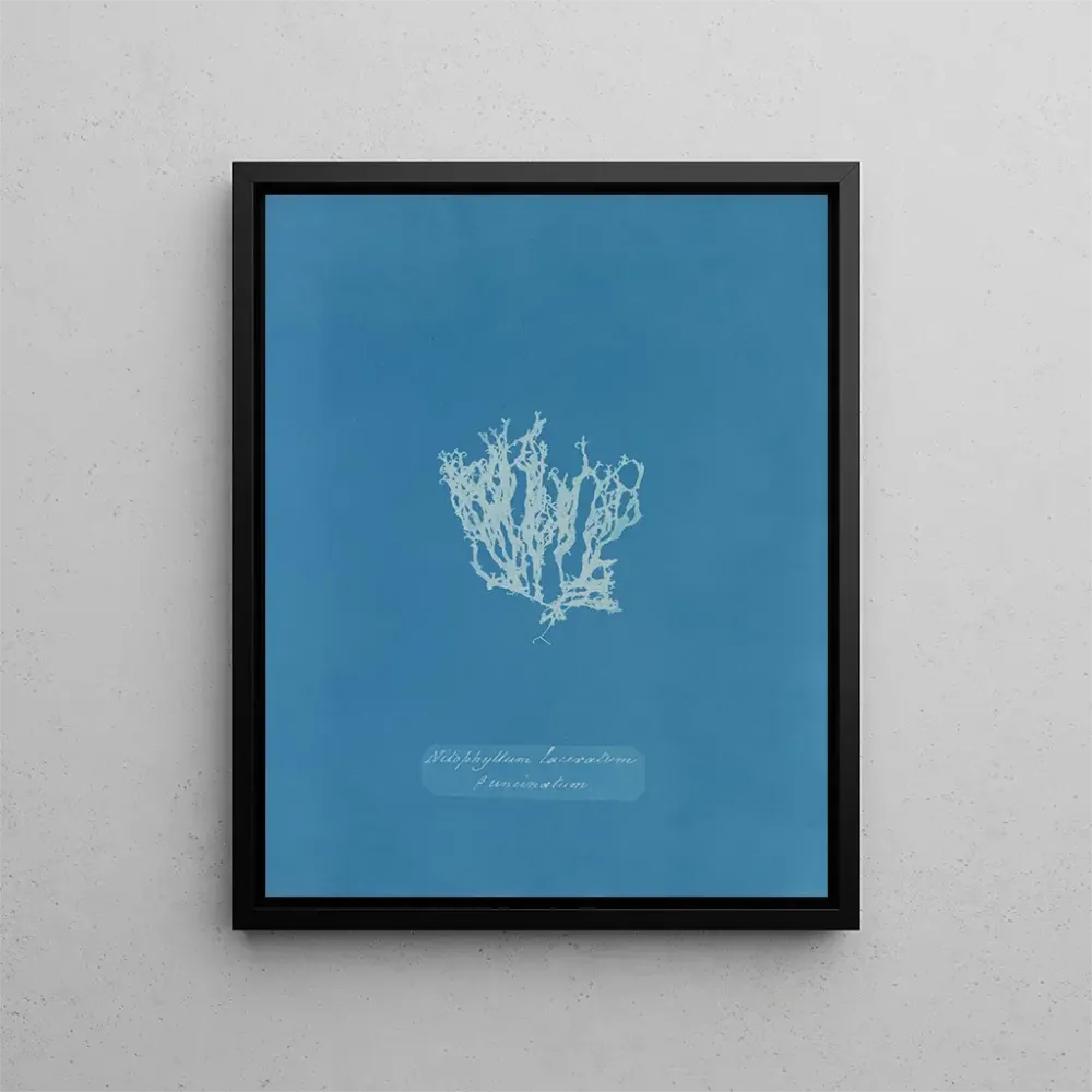 Gemälde Nitophyllum laceratum - Anna Atkins