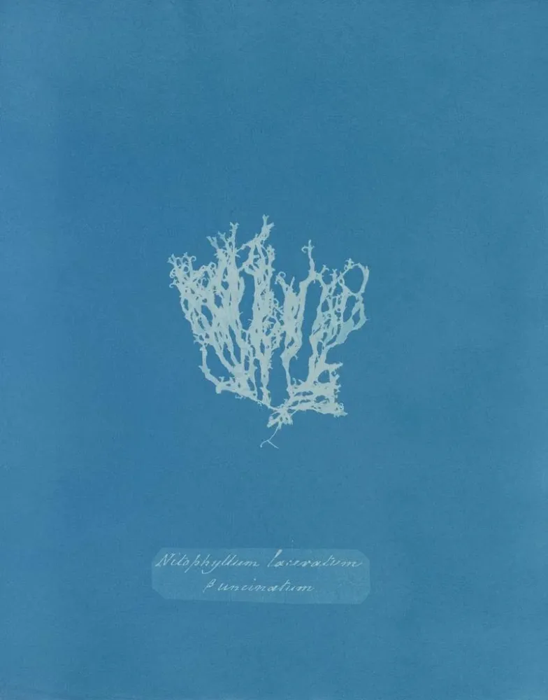 Gemälde Nitophyllum laceratum - Anna Atkins