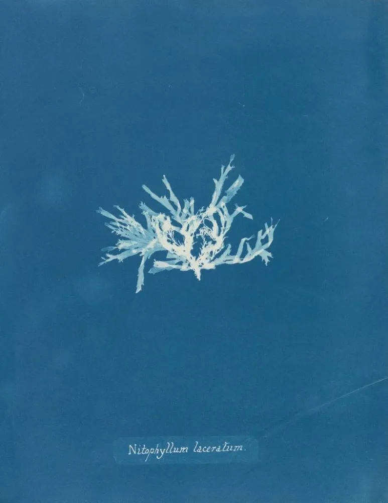 Gemälde Nitophyllum lacéré - Anna Atkins