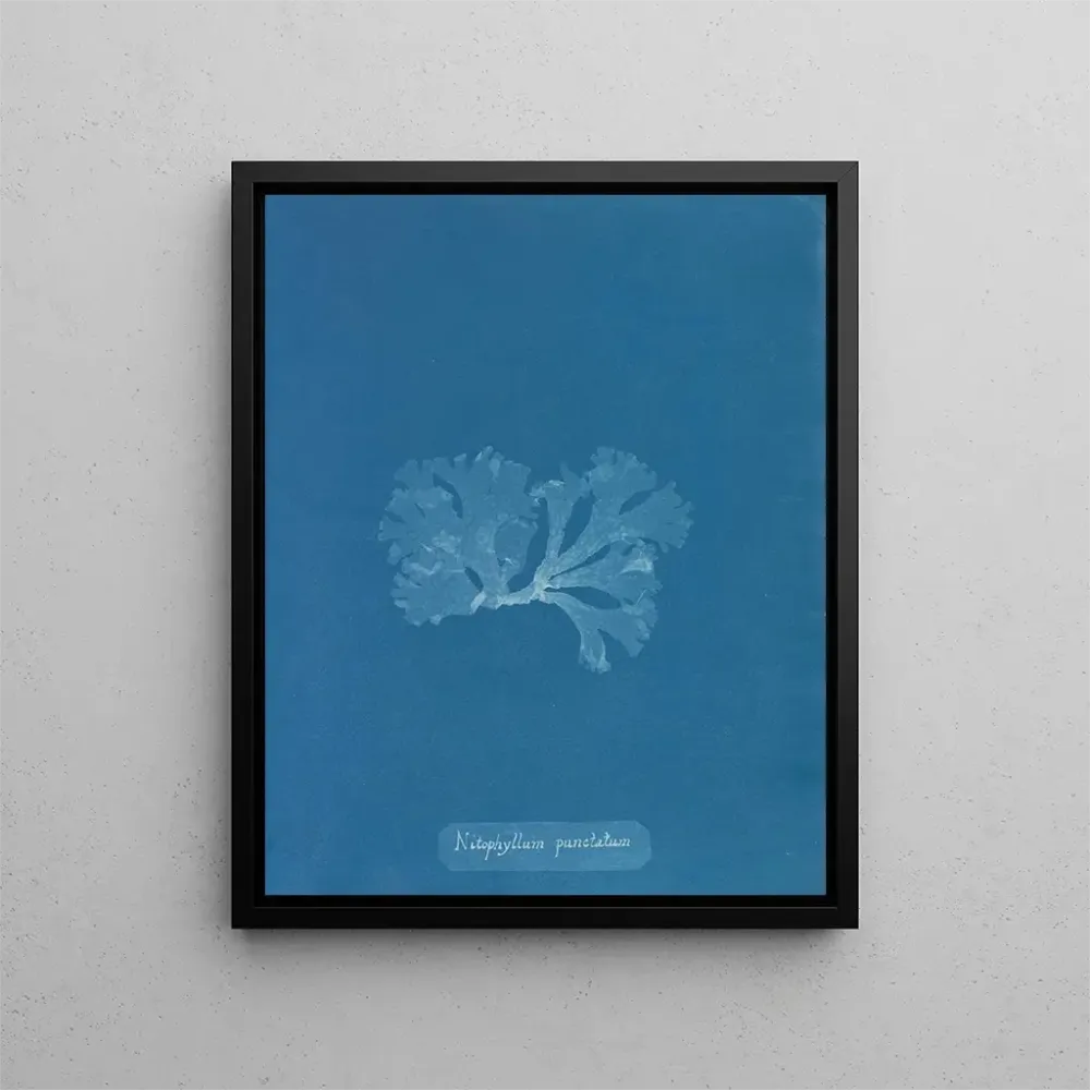 Gemälde Nitophyllum punctatum - Anna Atkins