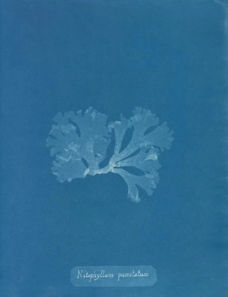Gemälde Nitophyllum punctatum - Anna Atkins