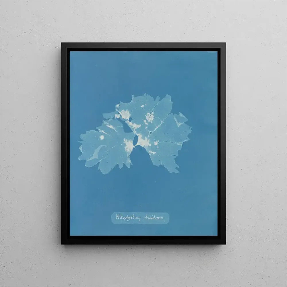 Gemälde Nitophyllum ulvoideum - Anna Atkins
