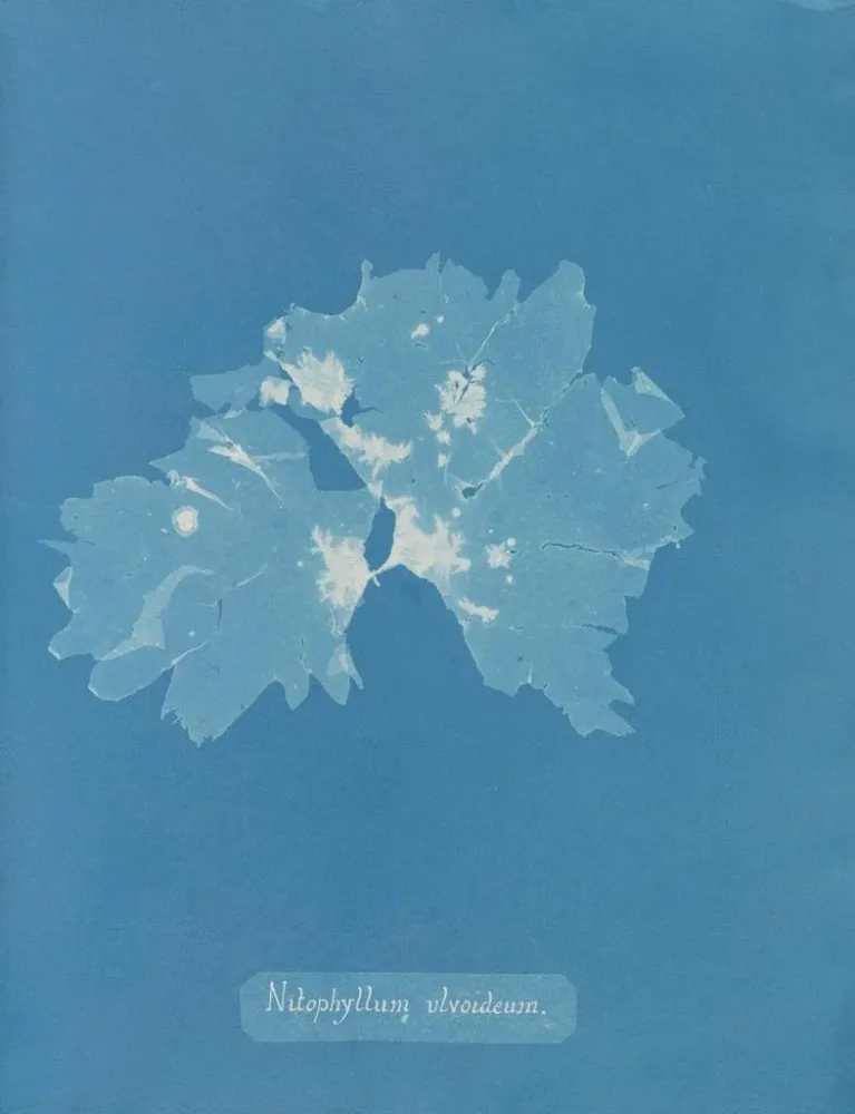 Gemälde Nitophyllum ulvoideum - Anna Atkins