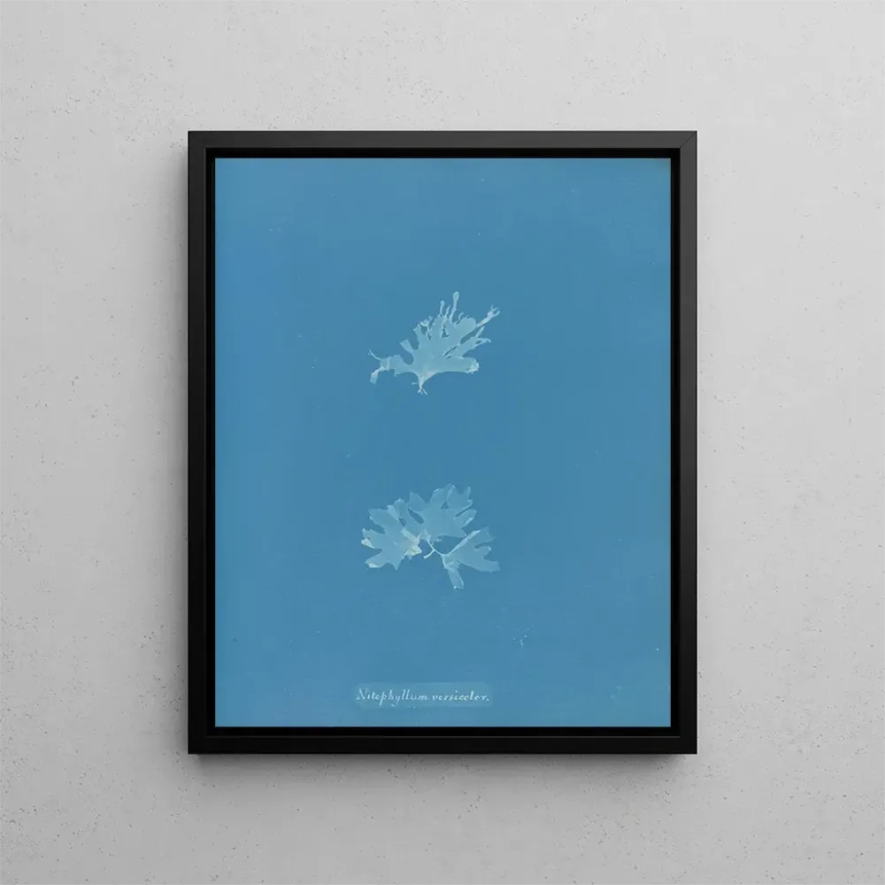 Gemälde Nitophyllum versicolor - Anna Atkins