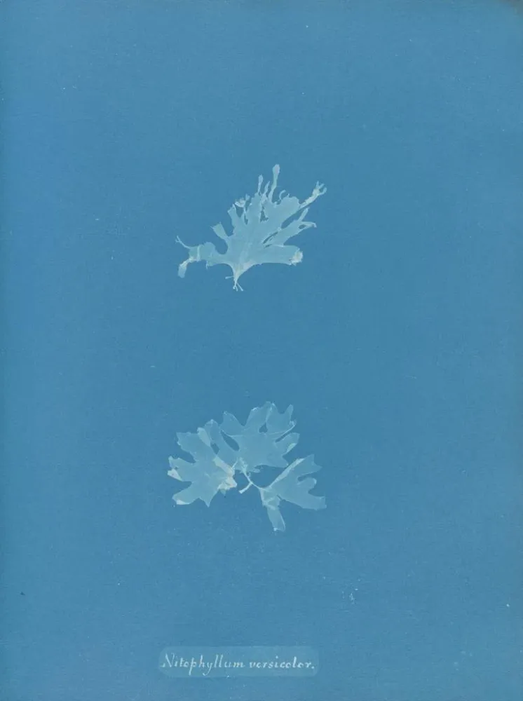 Gemälde Nitophyllum versicolor - Anna Atkins