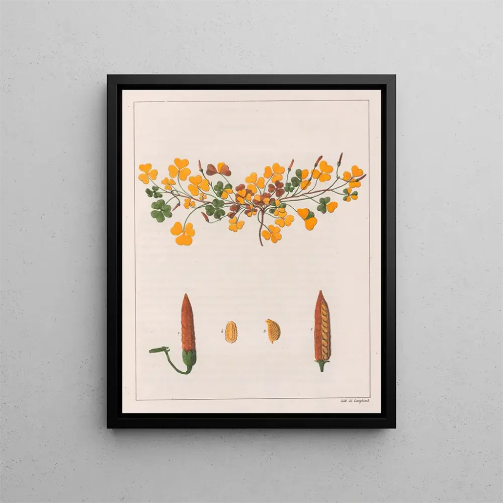 Gemälde Oxalis repens - Auguste de Saint-Hilaire | Kunstdruck