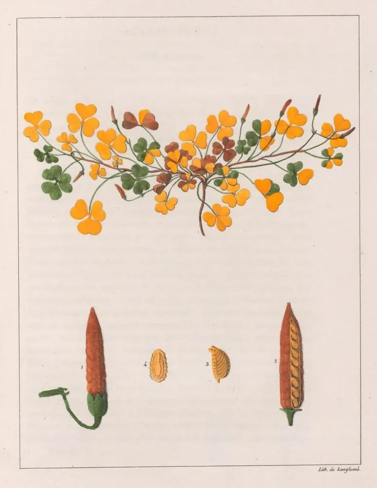 Gemälde Oxalis repens - Auguste de Saint-Hilaire | Kunstdruck